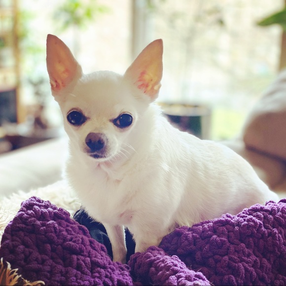 Meet your Posher, Kate - Picture 4 of 4